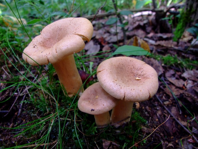 Мицелий Млечника серо-розового (Lactarius helvus)